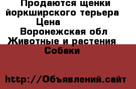 Продаются щенки йоркширского терьера › Цена ­ 8 000 - Воронежская обл. Животные и растения » Собаки   